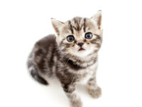 Suspendisse arcu nisl