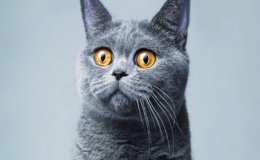 Beautifu funnyl home gray British cat